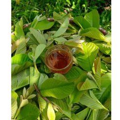 Trà Búp Ổi 40 Gói - Mộc Trà Bảo Khang Chính Hãng - TBO20G