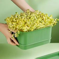 Khay Trồng Giá Đỗ Bằng Nhựa Nguyên Sinh - Khay Trồng Rau Mầm - KTR01