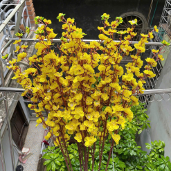 1 CÀNH HOA MAI Hoặc 1 Cành ĐÀO TẾT - 1NHNHCNH