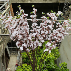 1 CÀNH HOA MAI Hoặc 1 Cành ĐÀO TẾT - 1NHNHCNH