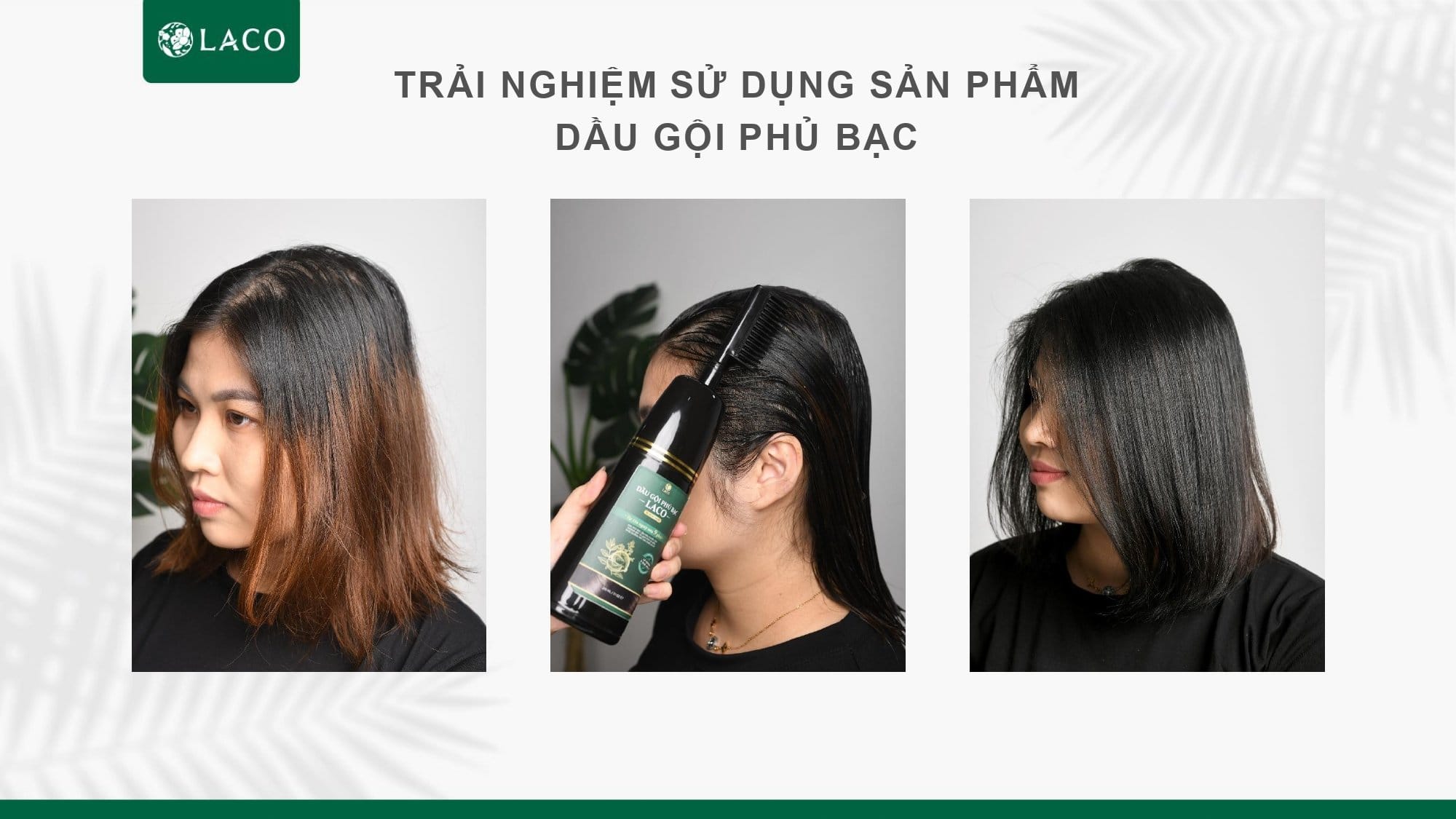 Dầu Gội Phủ Bạc Laco Màu Đen Nháy Sau Vài Phút Dầu Gội Phủ Bạc Laco Màu Đen Nháy Sau Vài Phút