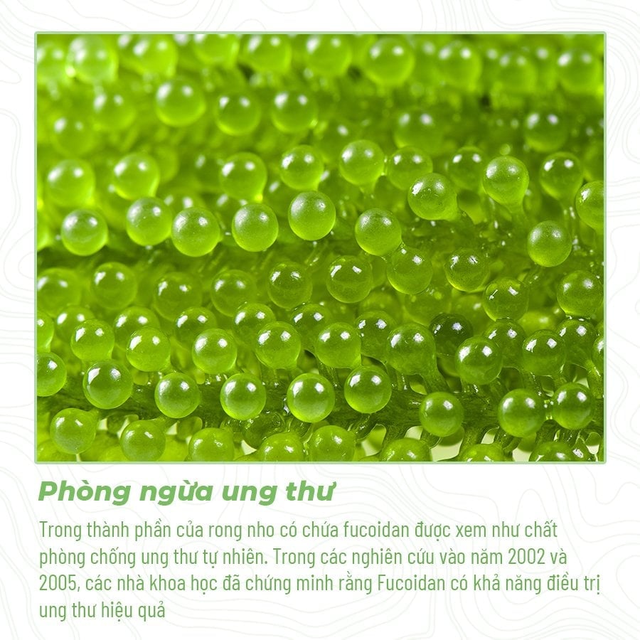 3 tác dụng bất bờ đến từ món quà Rong nho Namiso tặng gia đình 3 tác dụng bất bờ đến từ món quà Rong nho Namiso tặng gia đình