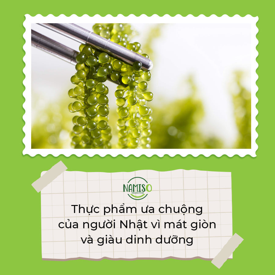 RONG NHO NAMISO - Món ăn nhất định phải thử ít nhất một lần trong đời RONG NHO NAMISO - Món ăn nhất định phải thử ít nhất một lần trong đời