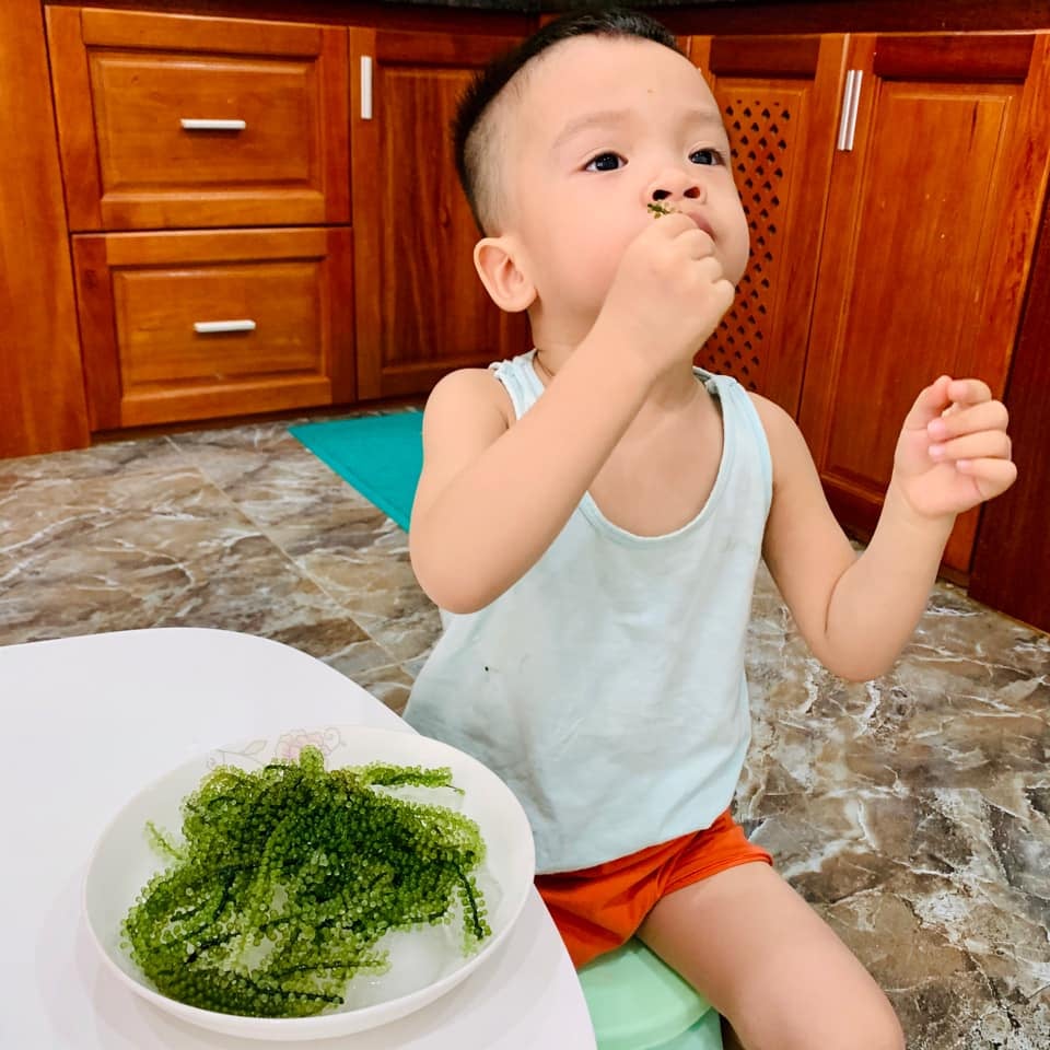 Rong nho Namiso - giúp mẹ giải quyết nỗi lo lười ăn rau của trẻ Rong nho Namiso - giúp mẹ giải quyết nỗi lo lười ăn rau của trẻ