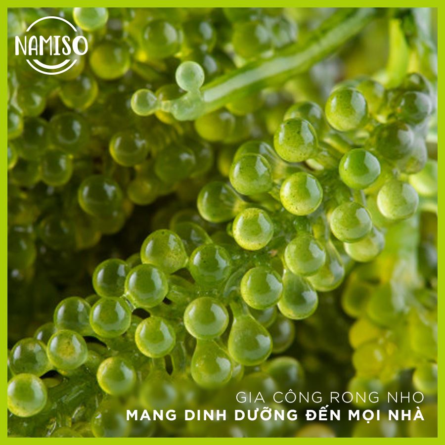 Gia công rong nho NAMISO mang dinh dưỡng đến mọi nhà