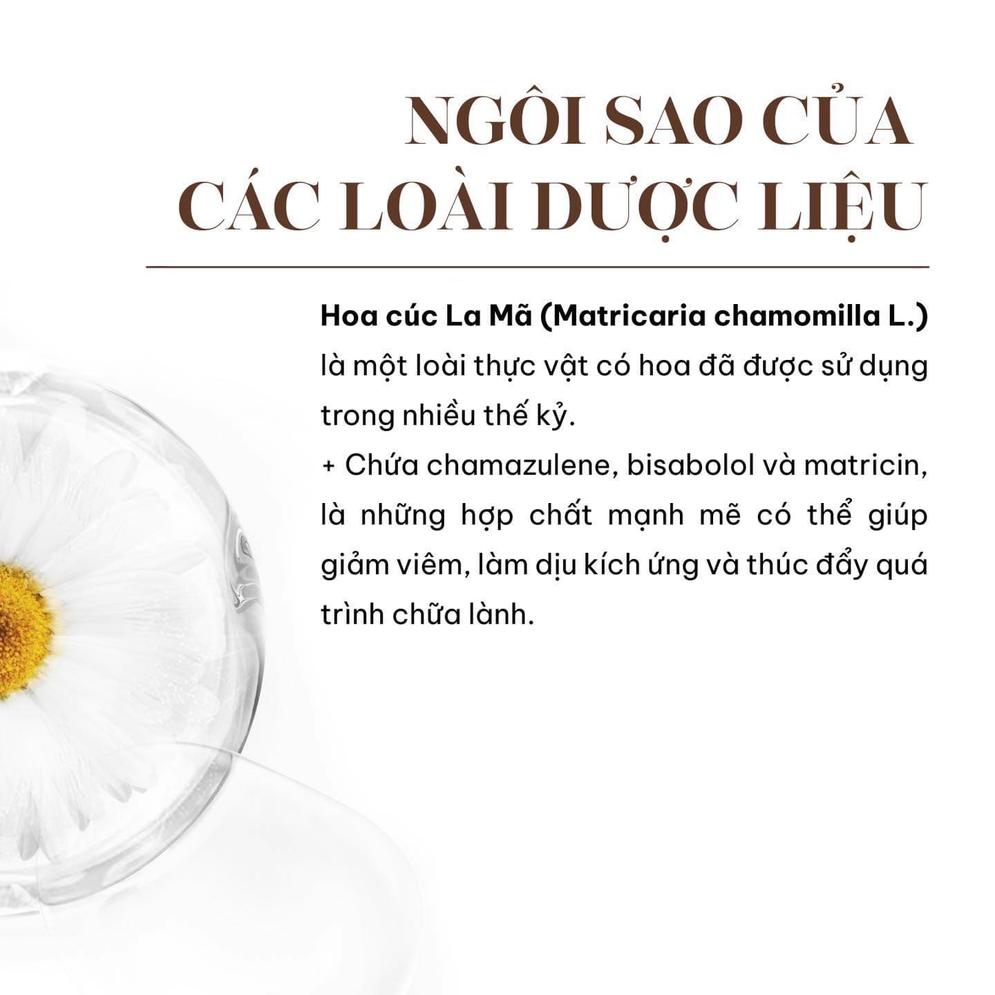 Hoa cúc la mã thành phần bí ẩn mà mái tóc của bạn đang khao khát Hoa cúc la mã thành phần bí ẩn mà mái tóc của bạn đang khao khát