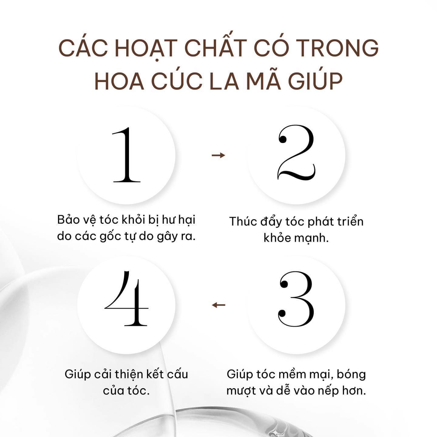 Hoa cúc la mã thành phần bí ẩn mà mái tóc của bạn đang khao khát Hoa cúc la mã thành phần bí ẩn mà mái tóc của bạn đang khao khát
